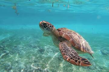 a turtle swimming under water
