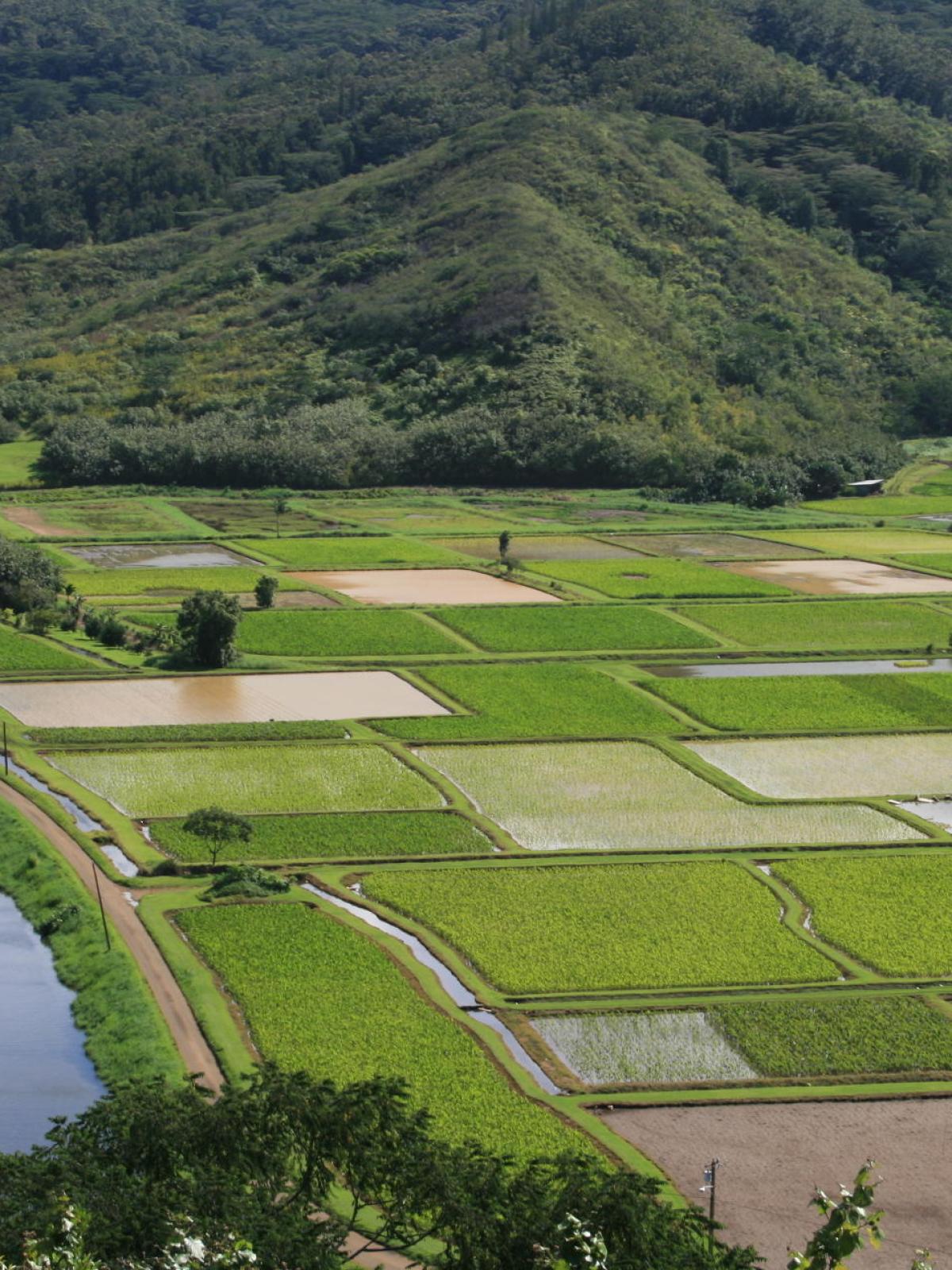 Lush green terraced fields with a winding river and forested hills in the background.