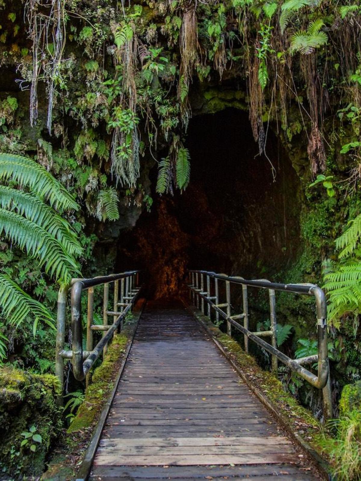 Wooden path with railings leading into a lush, fern-covered cave entrance.
