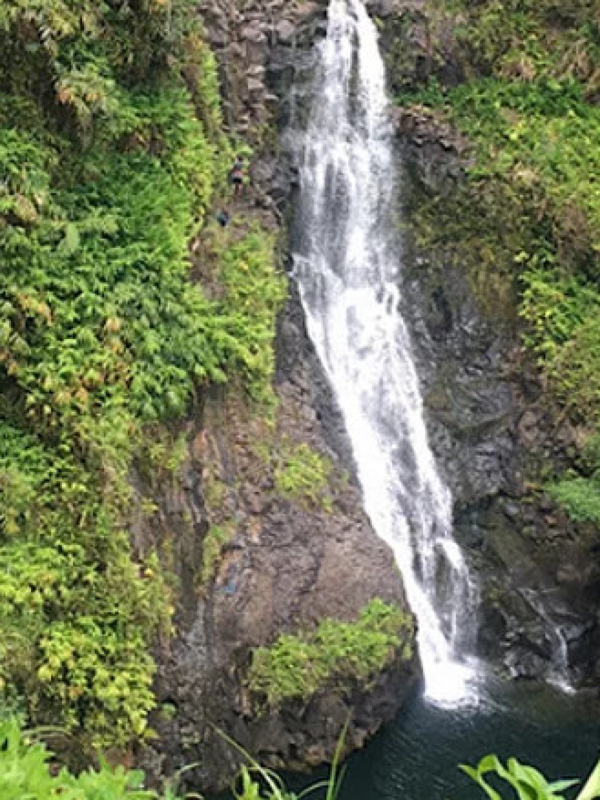 A tall waterfall cascading into a pool, surrounded by lush green foliage.